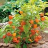 Physalis peruviana - P11