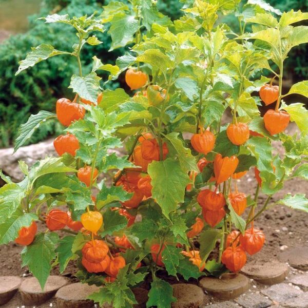 Physalis peruviana