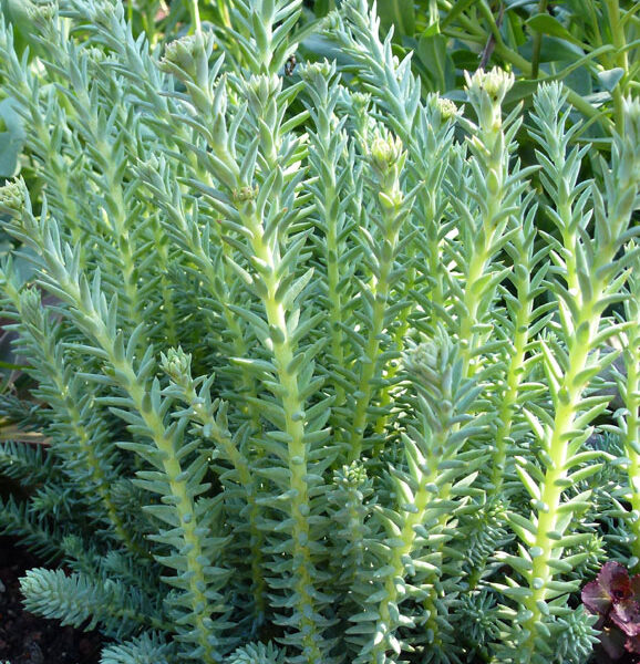 Sedum reflexum 'Blue Cashion'