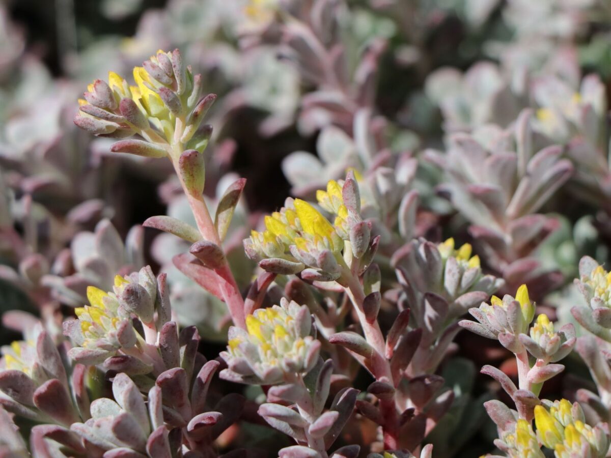 Sedum spathulifolium 'Purpureum' - Image 1