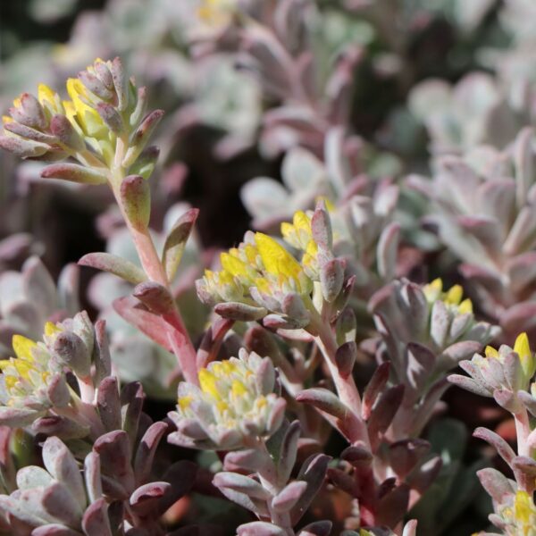 Sedum spathulifolium 'Purpureum'