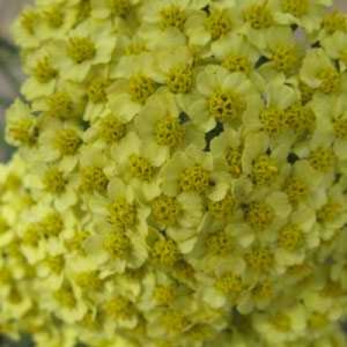 Achillea millefolium Summer Fruit Lemon - thumb 180 plant 17975 shoot 20141205221455 1