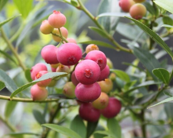 Vaccinium cor. 'Pink Berry', v. 50–60 CM