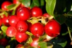 Vaccinium vitis idaea 'Fireballs' - Image 4