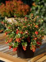 Vaccinium vitis idaea 'Fireballs' - Image 3