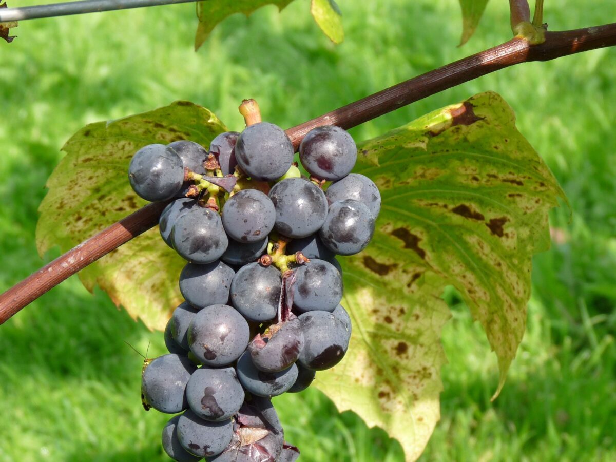 Vitis vinifera 'Rembrandt', v. 70 CM - Image 1