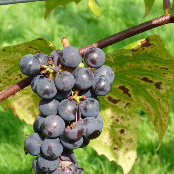 Vitis vinifera 'Rembrandt', v. 70 CM