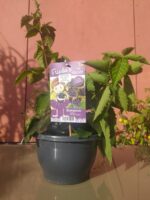 Rubus fruticosus ´Little Black Prince®´-zakrslá ostružina - Image 5