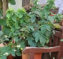 Rubus fruticosus ´Little Black Prince®´-zakrslá ostružina - 2276111 7 495x320
