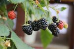 Rubus fruticosus ´Little Black Prince®´-zakrslá ostružina - Image 2