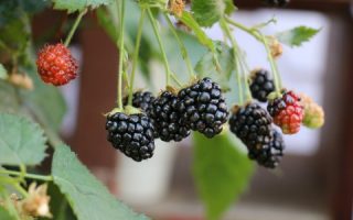 Rubus fruticosus ´Little Black Prince®´-zakrslá ostružina - 2276111 9 495x320