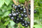 Rybíz černý 'Little Black Sugar'-terasový