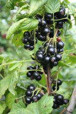Rybíz černý 'Little Black Sugar'-terasový - Image 3