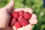 Rubus idaeus ´Little Sweet Sister®-terasový ! - Image 2