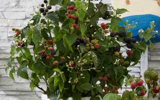 Rubus fruticosus ´Little Black Prince®´-zakrslá ostružina - 310086