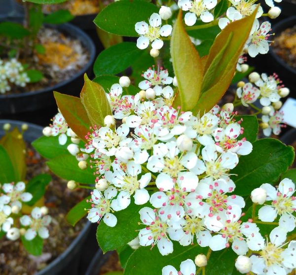 Aronia prunifolia 'Hugin' - Aronia var.grandifolia Hugin