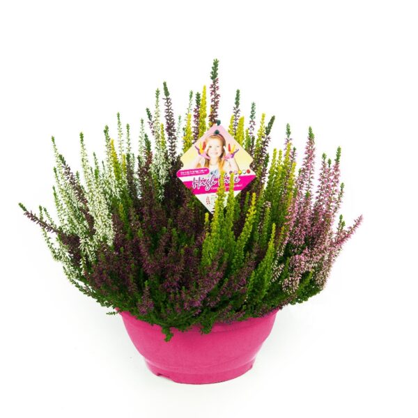 Calluna vulgaris 'Beauty Ladies HIGH FIVE'®