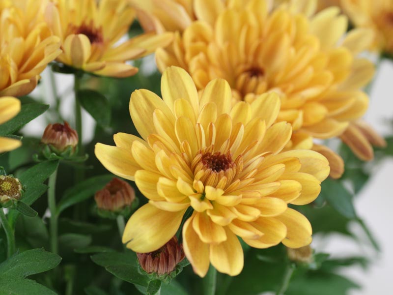Chrysanthemum indicum - Chrysanthemum indicum yellow 1