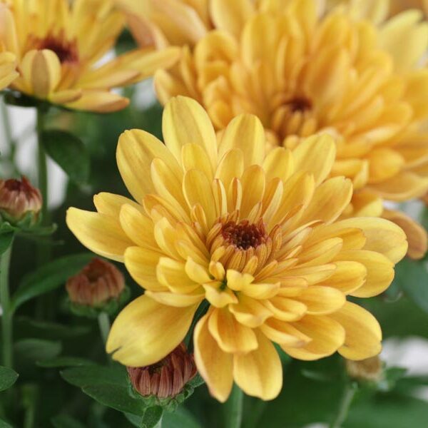 Chrysanthemum indicum