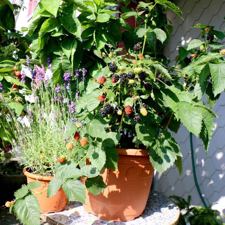 Rubus fruticosus ´Little Black Prince®´-zakrslá ostružina - FRBLA37321 3
