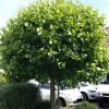 Platanus acerifolia 'Alphens Globe' - KM220-C15L, OK 6-8 CM