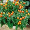 Solanum pseudocapsicum - Kontejner, pr. 13 cm