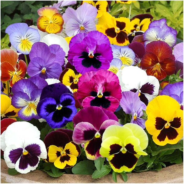 Viola cornuta, Mix a Twix,