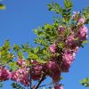 Robinia hispida 'Macrophylla' - C10L-KM150