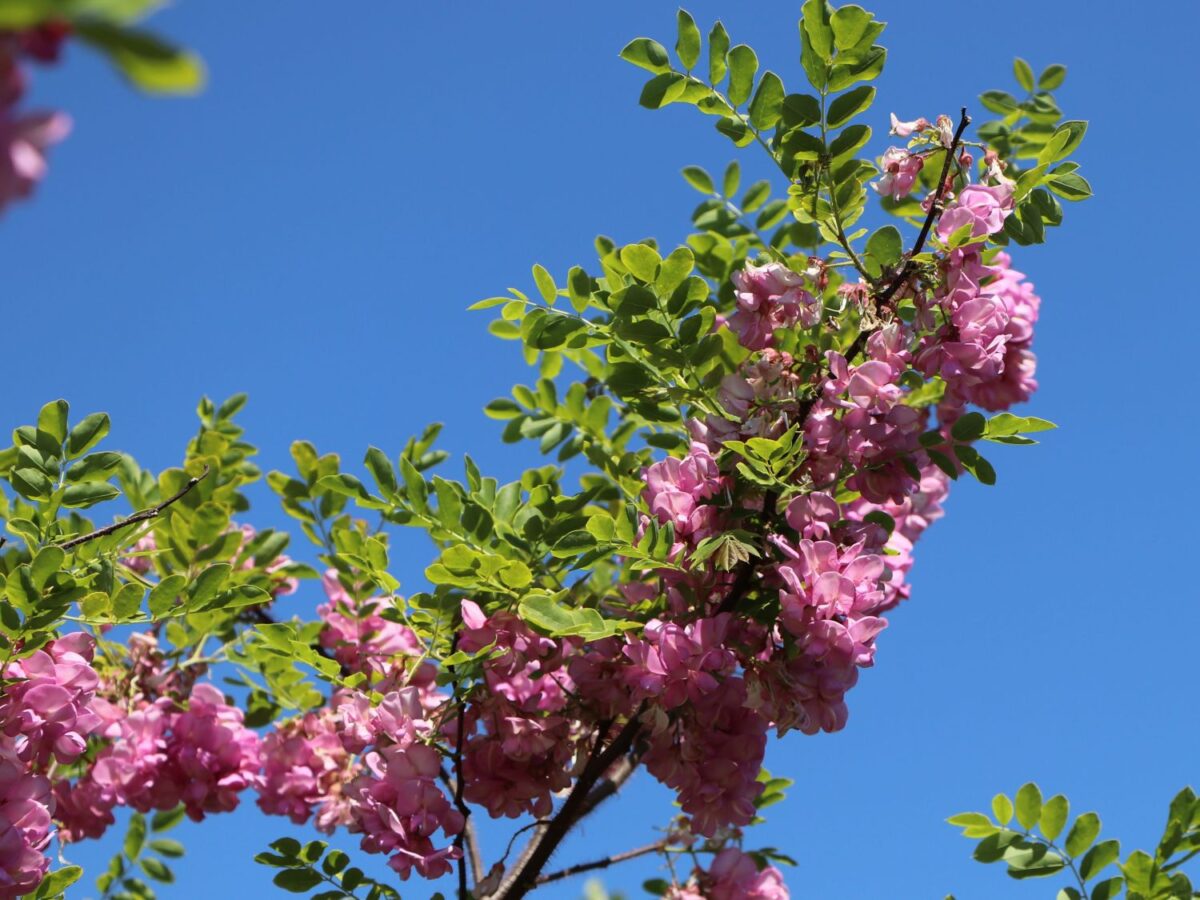 Robinia hispida 'Macrophylla' - Image 1