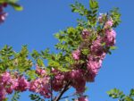 Robinia hispida 'Macrophylla'