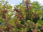 Robinia hispida 'Macrophylla' - Image 2