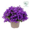 Campanula portenschlagiana 'Ambella' - P 12