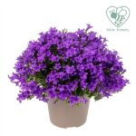 Campanula portenschlagiana 'Ambella'