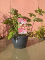 Rubus idaeus ´Little Sweet Sister®-terasový ! - Image 3