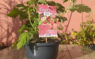 Rubus idaeus ´Little Sweet Sister®-terasový ! - f7b677f4044334da046ceaaddf9e849f.1600x1200