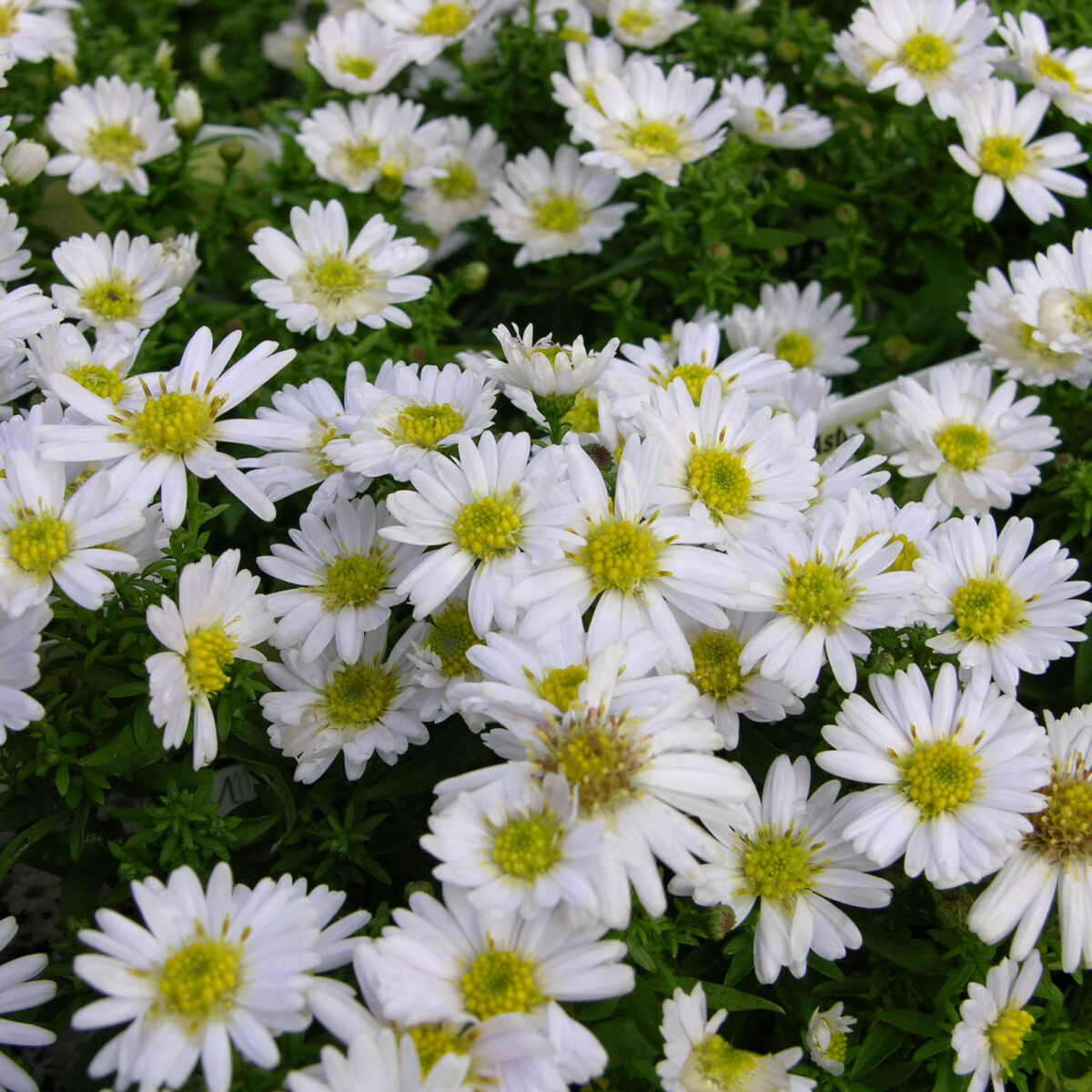 Aster dumosus  Schneekissen - Image 1