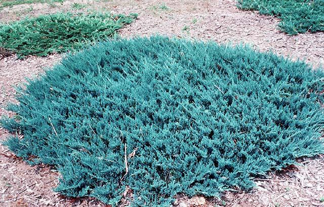 Juniperus horizontalis 'Blue Chip' - juniper blue chip