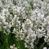 Lavandula angustifolia 'Edelweiss' - Květináč, pr. 11 cm