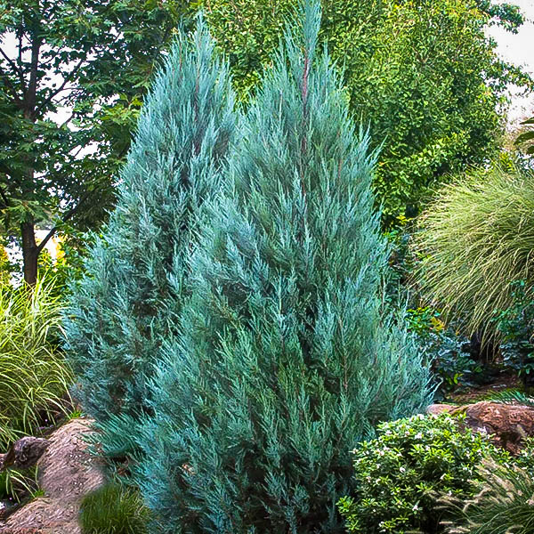 Juniperus virginiana 'Blue Arrow' - obrázek číslo 4