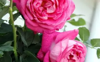 Rosa Kordes 7,5L Freifrau Caroline, kmínek – 80cm - rose rosa beetrose freifrau caroline parfuma kordes