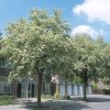 SORBUS ARIA 'Magnifica' - 175-200 CM