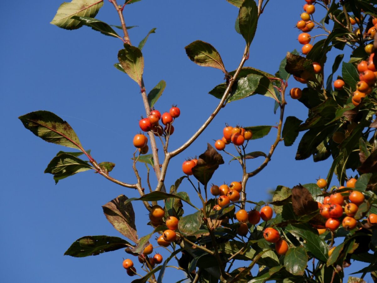 SORBUS ARIA 'Magnifica' - Image 3
