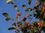 SORBUS ARIA 'Magnifica' - Image 3