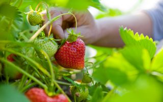 Jahody, maliny, ostružiny a další drobné ovoce na vaši zahradu