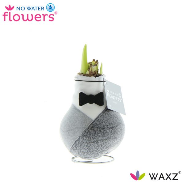 Amarylka ve vosku_WAXZ® - Giletz - N132021 No Water Flowers Waxz® Giletz Bow Tie