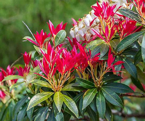 Pieris japonica 'Forest Flame', 20–25 CM