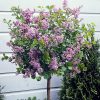 Syringa meyeri 'Palibin', na kmínku - 60 CM