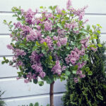 Syringa meyeri 'Palibin', na kmínku