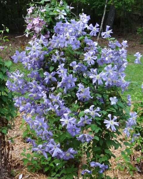 Clematis 'Prince Charles', C2,5 70 cm