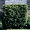 Taxus media 'Hillii' - Kontejner 15 l, v. 80-100 cm